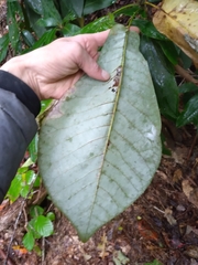 Magnolia macrophylla