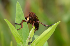 Diogmites basalis