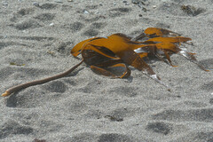 Laminaria digitata