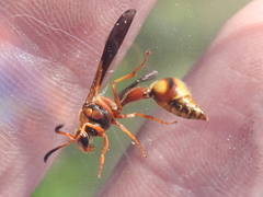 Eumenes bollii