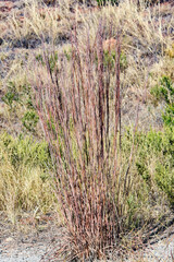 Schizachyrium scoparium