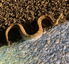Crotalus cerastes
