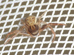 Xysticus