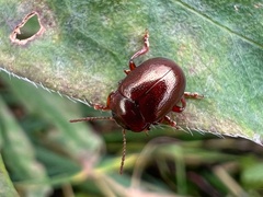 Chrysolina staphylaea