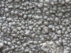 Lecanora hybocarpa