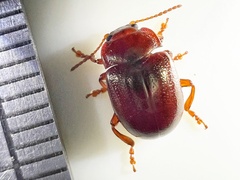 Chrysolina staphylaea