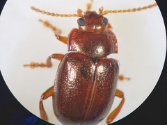 Chrysolina staphylaea