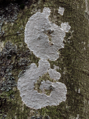 Lecanora hybocarpa
