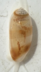 Volvarina albolineata