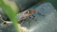 Arocatus melanocephalus