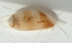 Volvarina albolineata