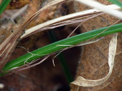 Carex pensylvanica