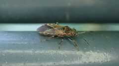 Arocatus melanocephalus