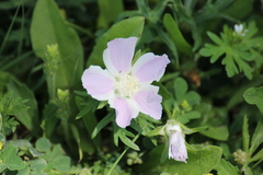 Callirhoe involucrata