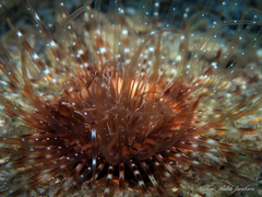 Ceriantheopsis americanus