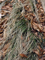 Carex pensylvanica