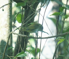 Vireo chivi