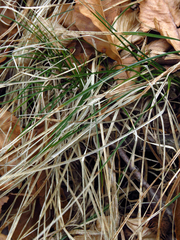 Carex pensylvanica