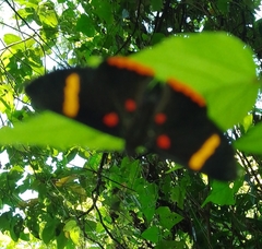 Melanis electron