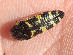 Acmaeodera macra