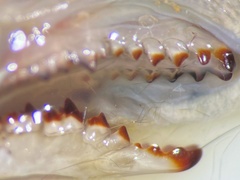 Sorex caecutiens