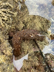 Australostichopus mollis