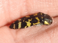 Acmaeodera macra