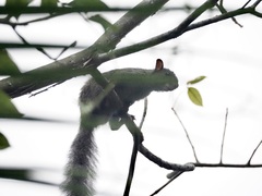 Sciurus yucatanensis
