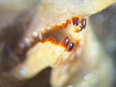 Sorex caecutiens
