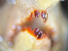 Sorex caecutiens