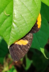 Melanis electron