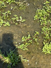 Lindernia anagallidea