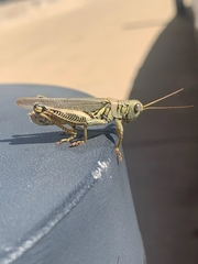 Melanoplus differentialis