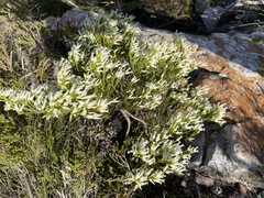 Erica lutea