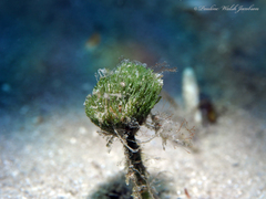 Penicillus dumetosus