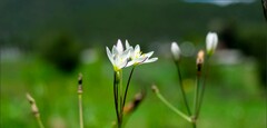 Nothoscordum bivalve