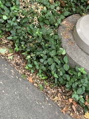 Euonymus