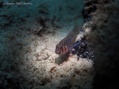 Tigrigobius macrodon