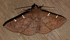 Antiblemma concinnula