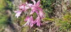 Nerine humilis