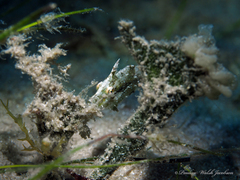 Stephanolepis hispida