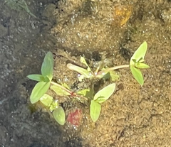 Lindernia anagallidea