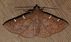 Antiblemma concinnula
