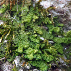 Porella platyphylla