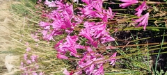 Nerine humilis