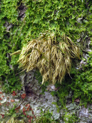 Metzgeria furcata