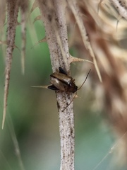 Longitarsus melanocephalus