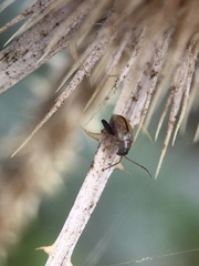 Longitarsus melanocephalus