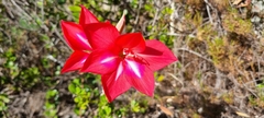 Gladiolus carmineus