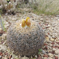 Coryphantha pseudoradians